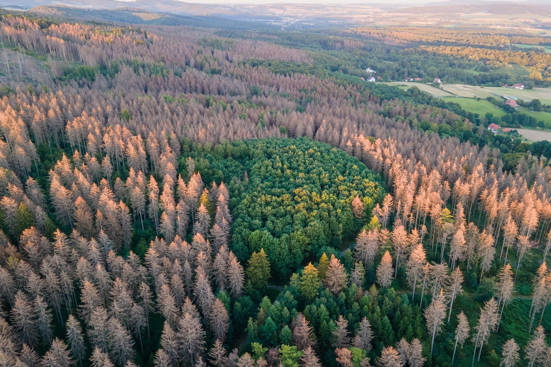 Waldpanorama mit teils abgestorbenen Nadelbäumen