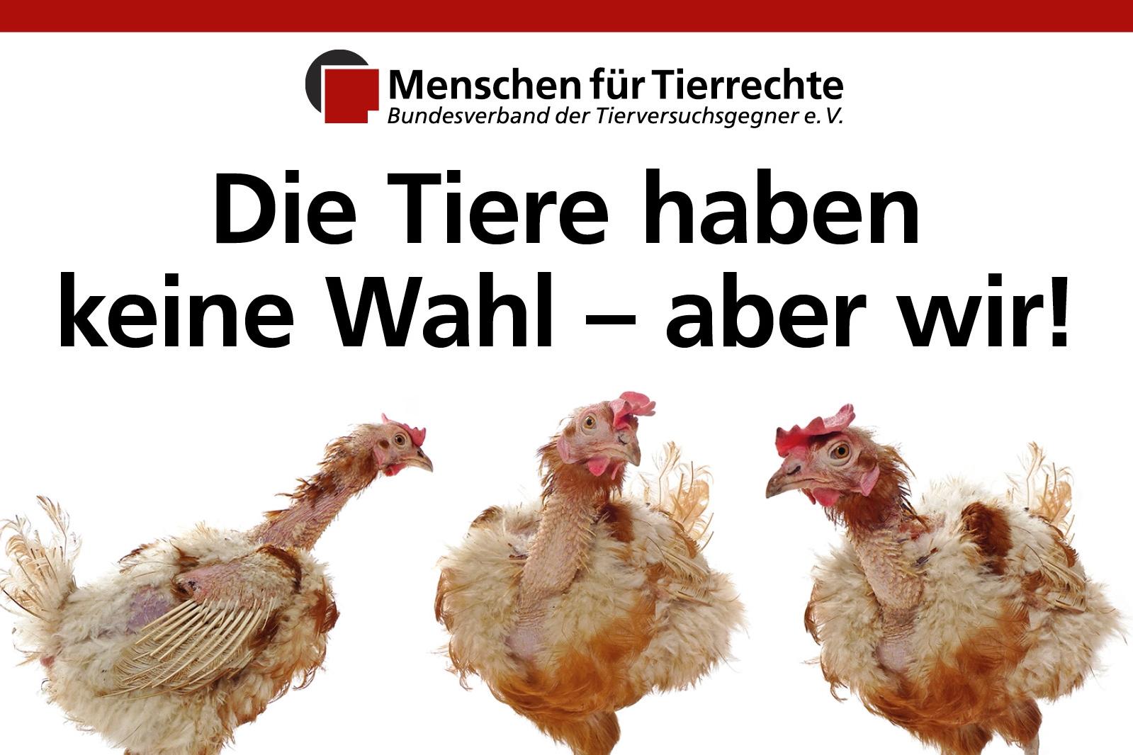 Foto von Legebatteriehennen, Logo von Menschen für Tierrechte, Aufschrift "Die Tiere haben keine Wahl - aber wir!"
