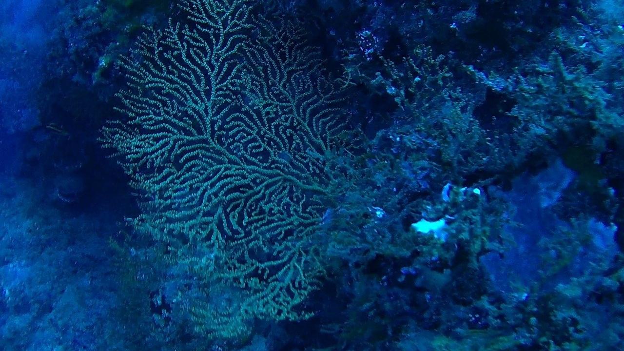 Meere-pixabay-corals-2943055_1280