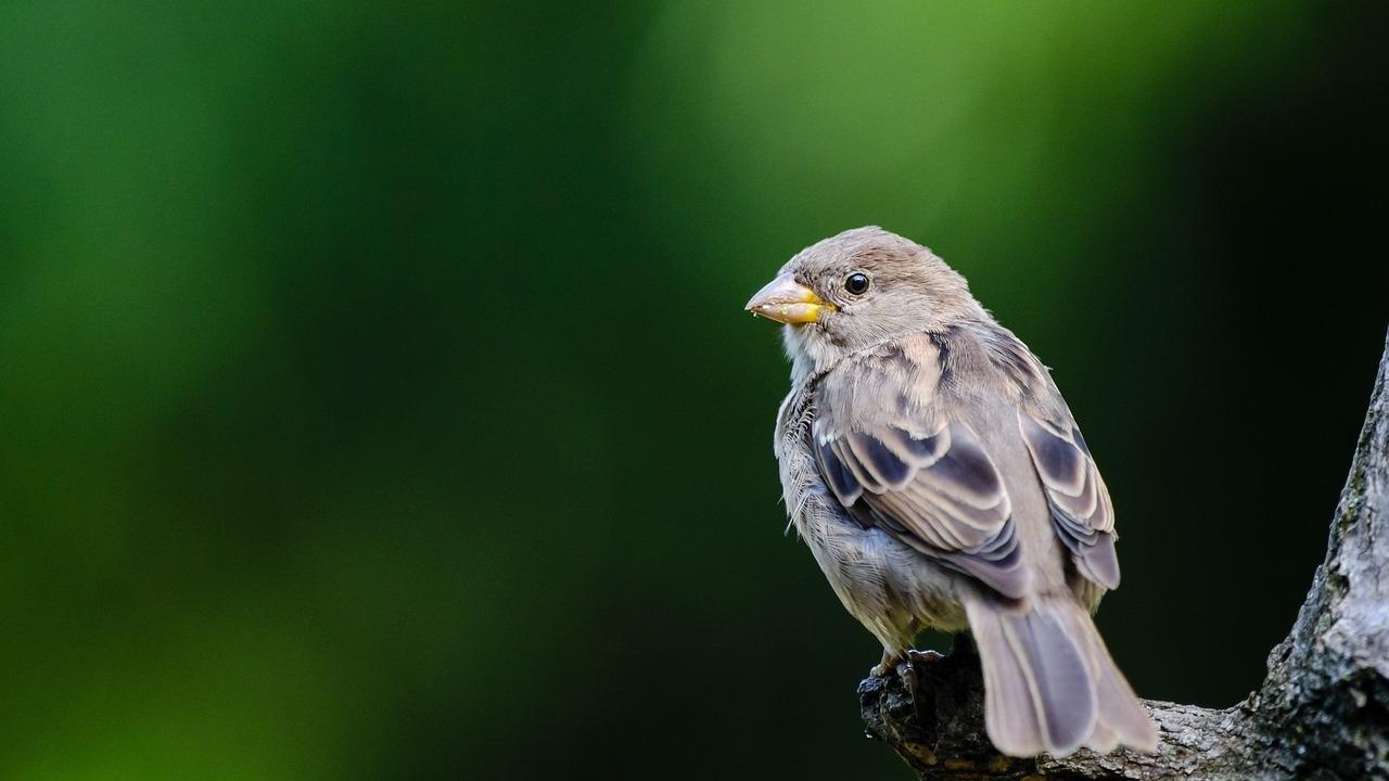 Rubrik-Naturschutz-pixabay-sparrow-1853018_1280