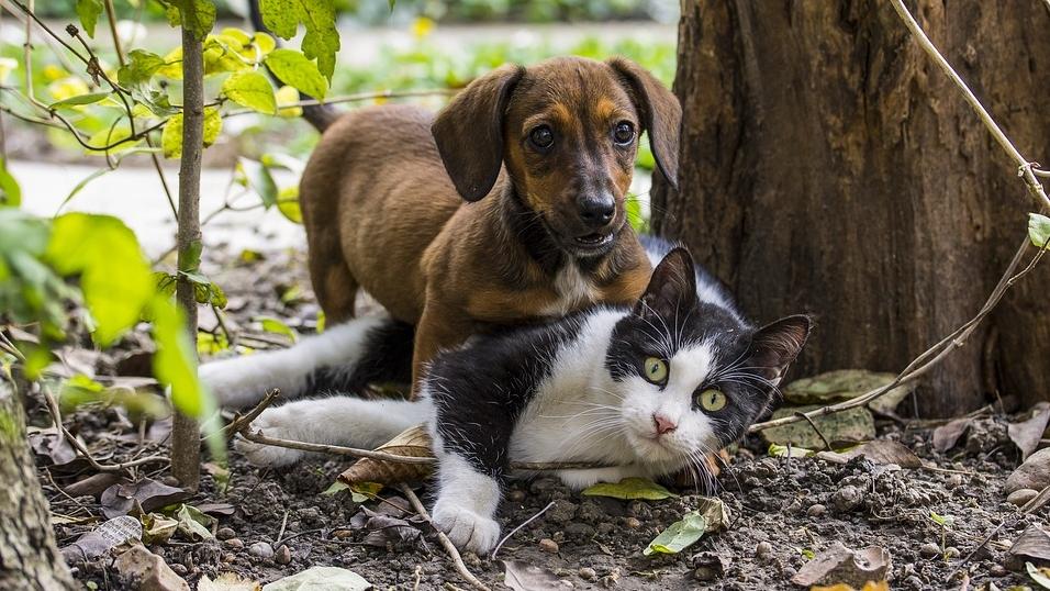 Rubrik_Tierschutz-Hunde_Katzen_c.pixabay