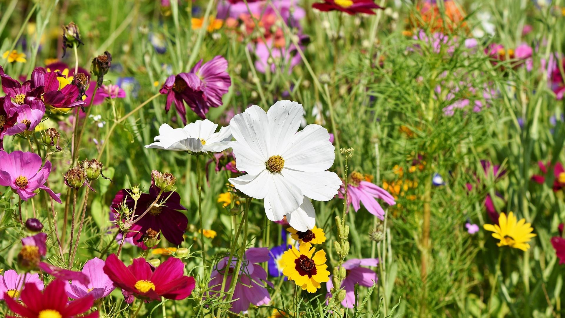 flower-meadow-3598562_1920_c.Capri23auto_Pixabay