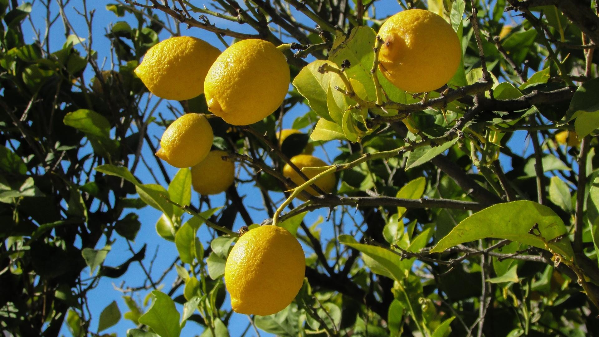 lemon-tree-1878505_1920