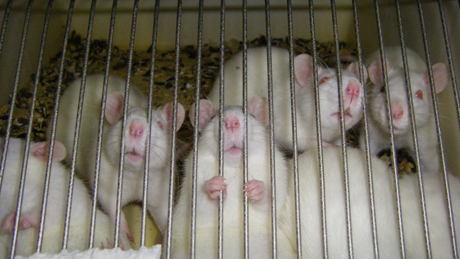 Versuchstiere leiden trotz des EU-Tierversuchsverbot für Kosmetika 