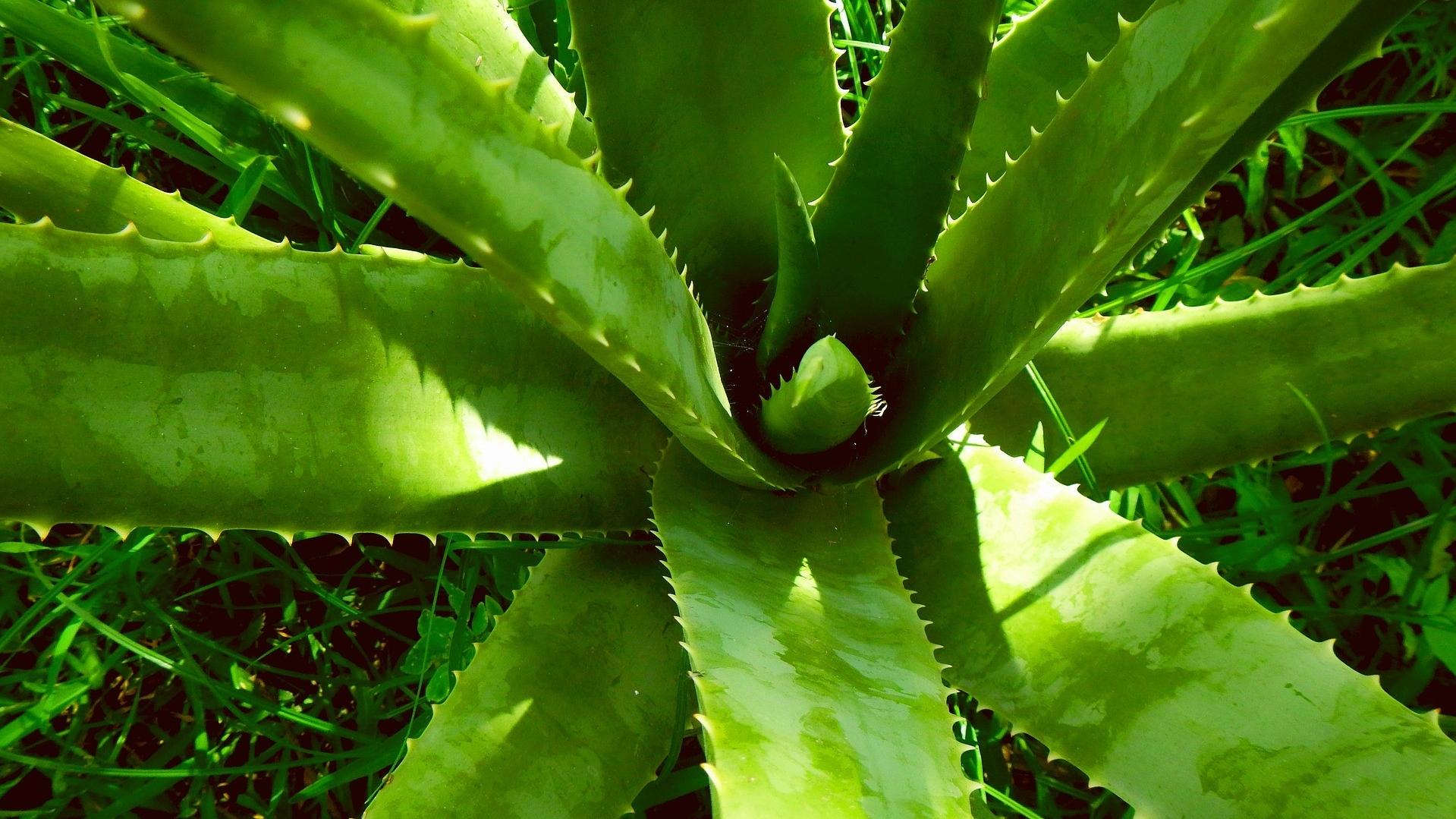 Aloe Vera - Multitalent unter Heilpflanzen