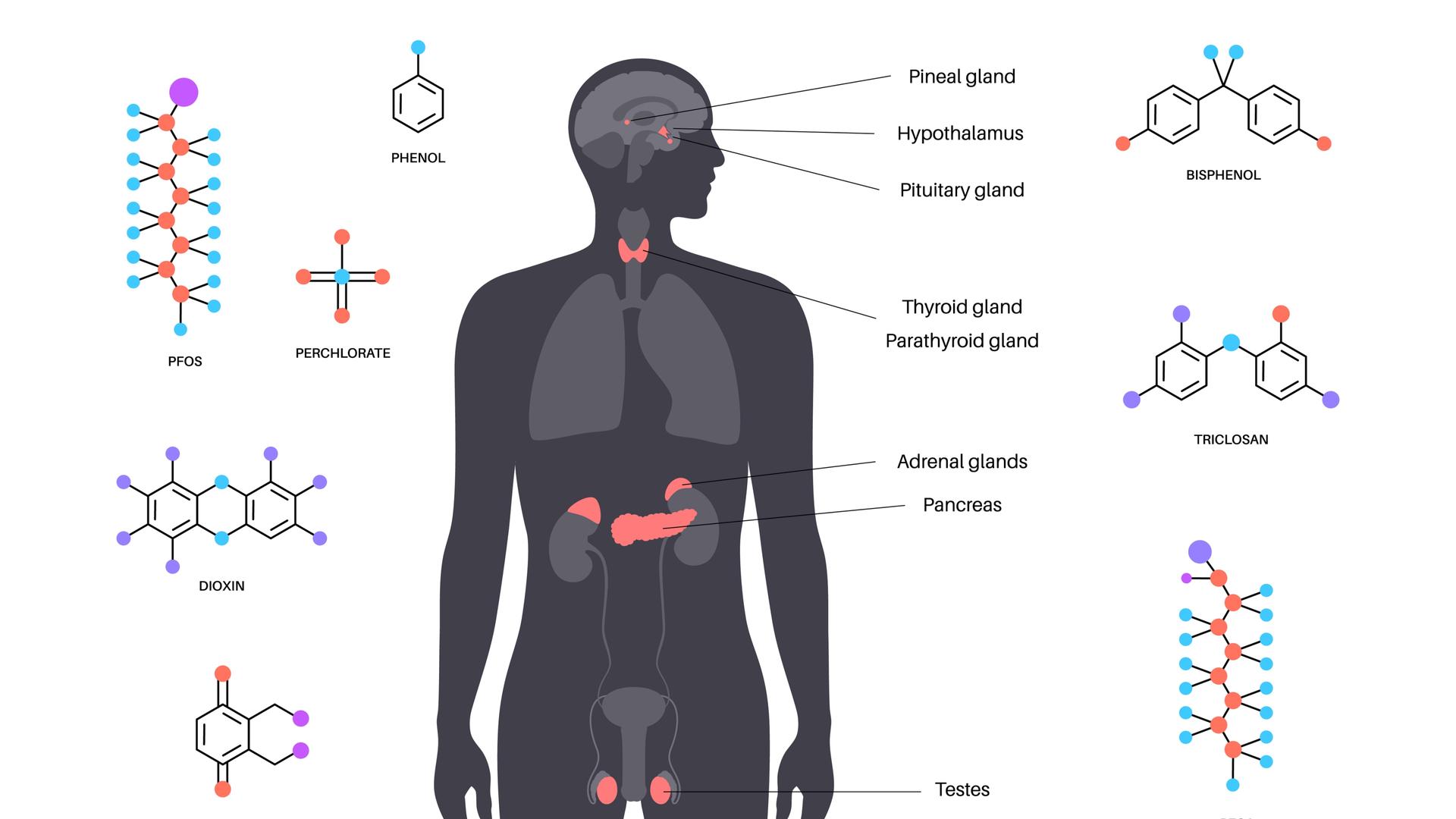 Grafik: Wo Umwelthormone (EDCs) im männlichen Körper wirken