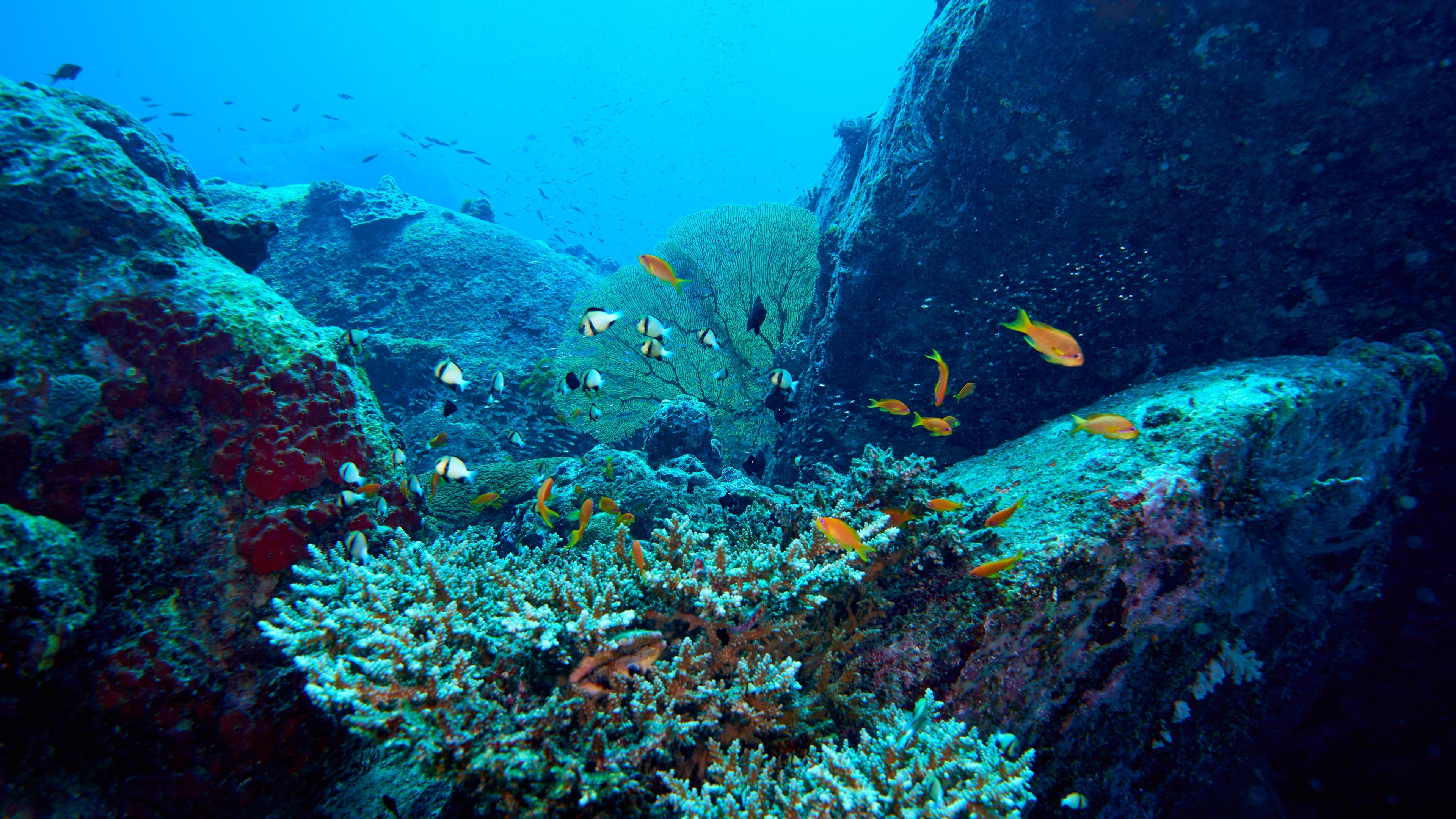 Unterwasserblick auf Korallen und Fische