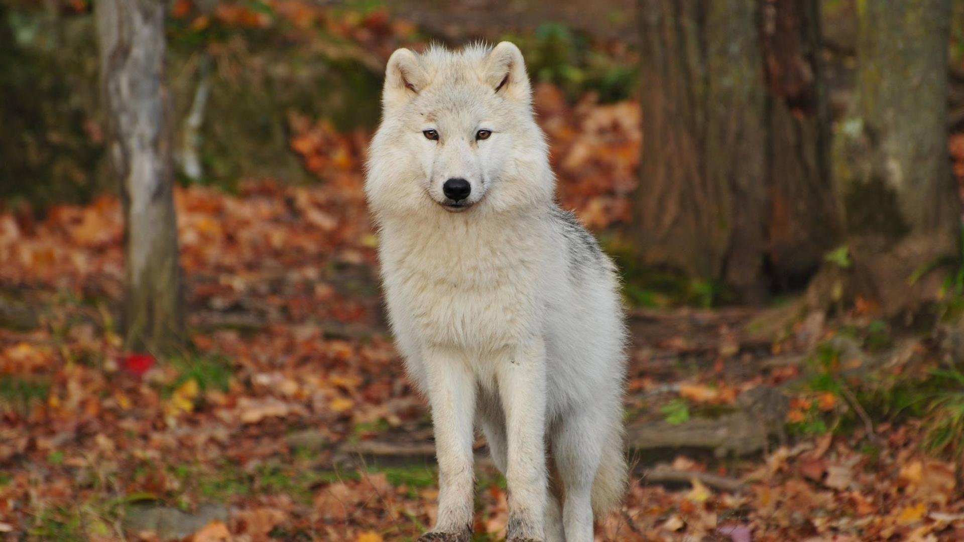 Ein weißer Wolf steht im Wald und schaut der Kamera entgegen. 