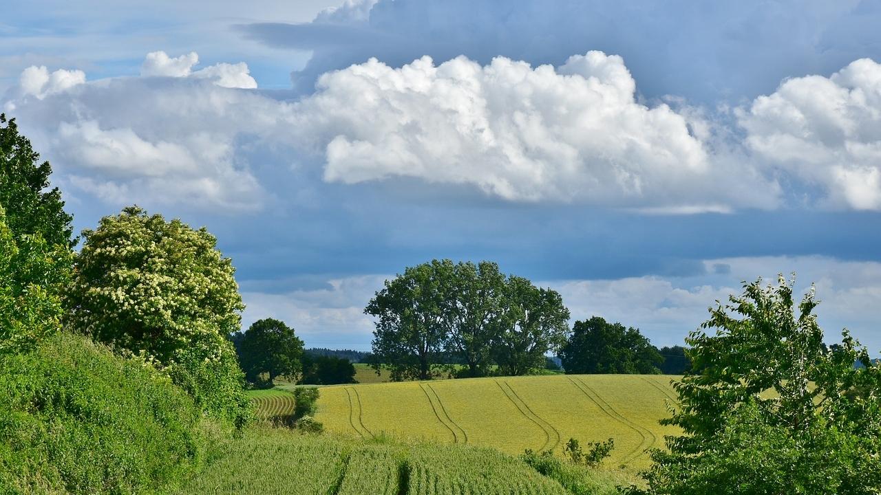 Blick auf einen Waldrand mit Ackerland unter wolkig-blauem Himmel