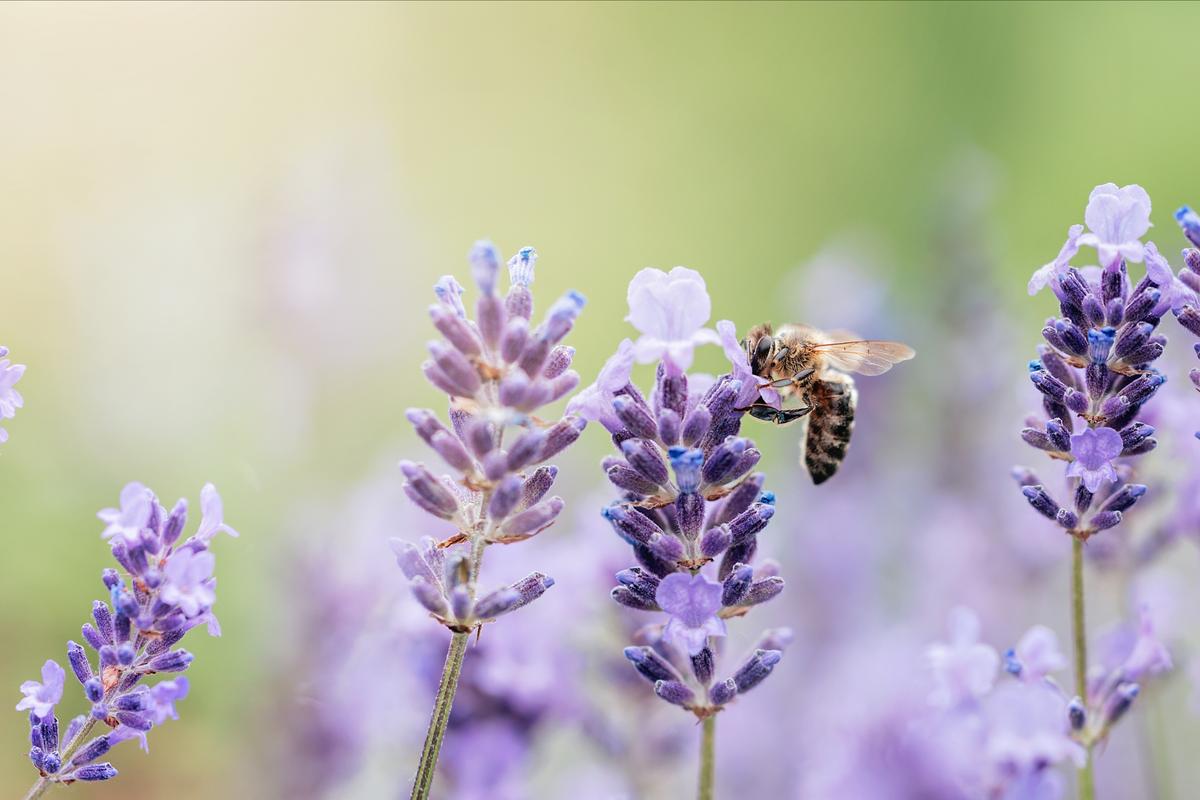Biene im Lavendelfeld