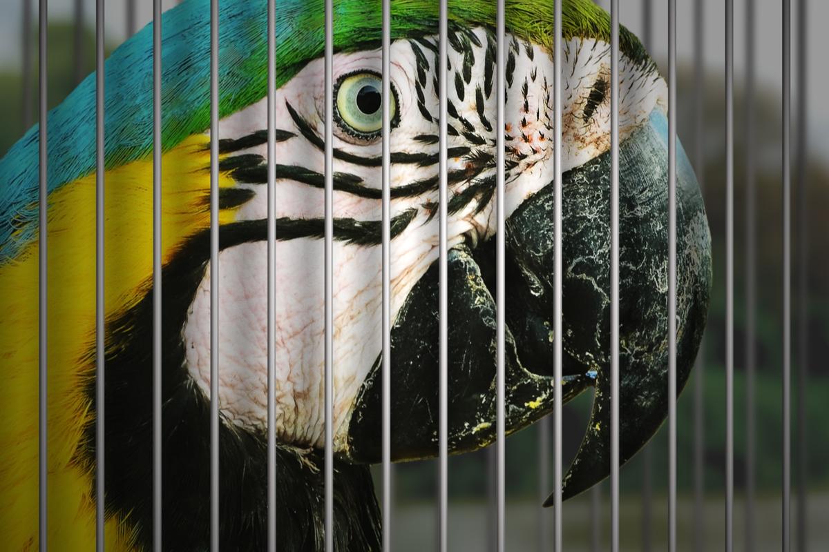Illegal gefangen und gehandelt: Wilder Ara in einem Käfig.