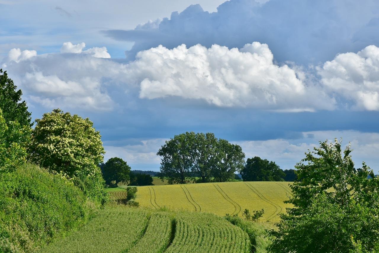 Blick auf einen Waldrand mit Ackerland unter wolkig-blauem Himmel