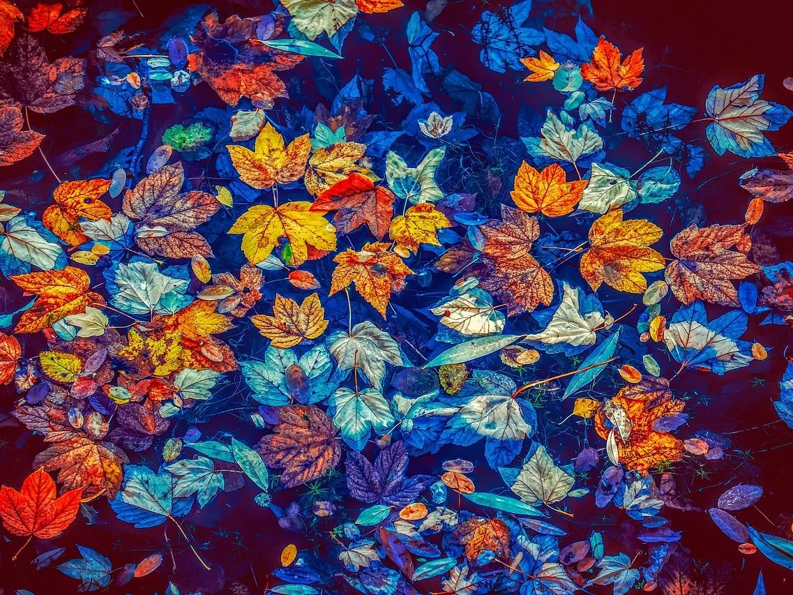 Bunte Herbstblätter schwimmen in bläulichem Wasser