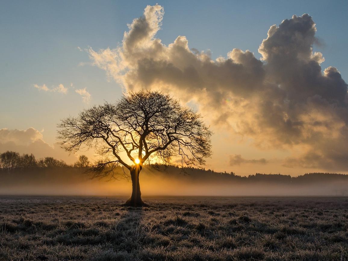 Blick auf einen einzelnen Baum auf einer Wiese im Nebel bei Sonnenaufgang