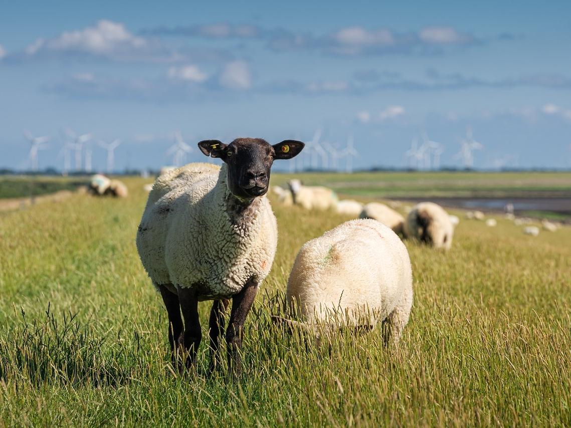 Schafe auf dem Deich, im Hintergrund Windkrafträder