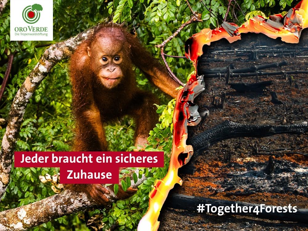 _togetherforforests-fb-vorlage-normales-logo-quer-orang-utan