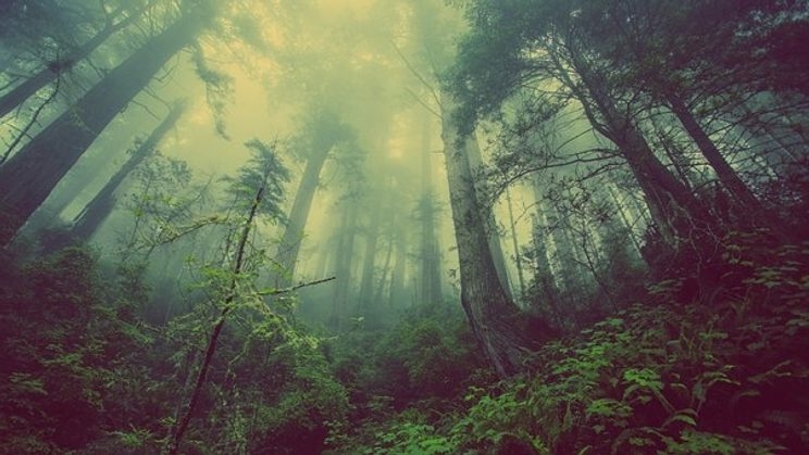 Rubrik_Naturschutz_-_Wald-c_pixabay-forest-931706__340