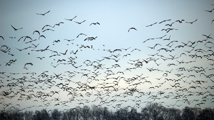 Rubrik_Naturschutz_Vogelschwarm_Pixabay_wild-geese-1150167_1920