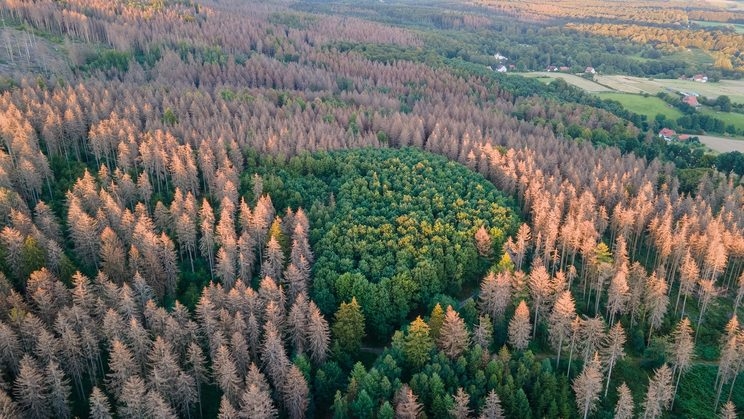 Waldpanorama mit teils abgestorbenen Nadelbäumen