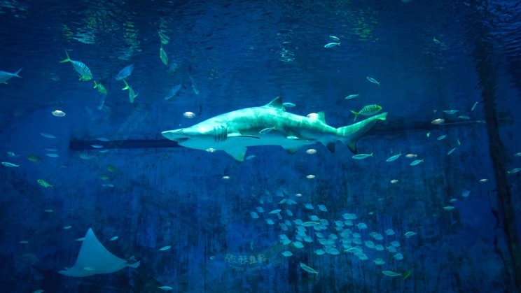 Unterwasseraufnahme mit Hai, Rochen und diversen Fischen