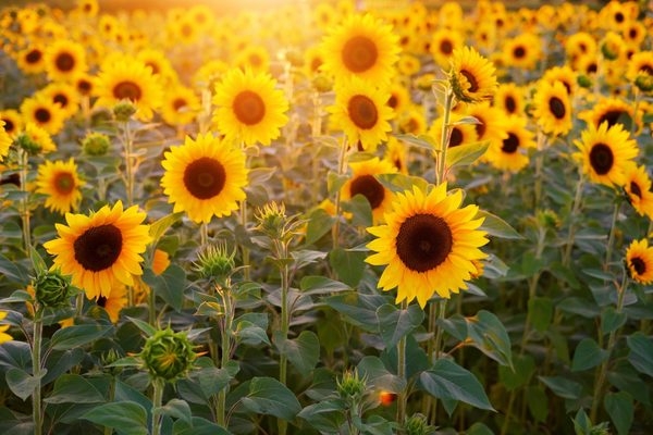 Sonnenblumenfeld im Abendsonnenschein