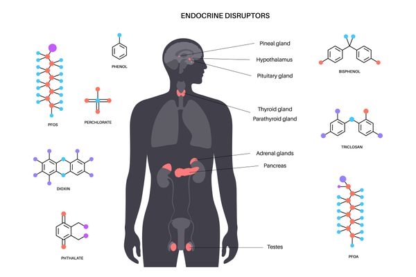 Grafik: Wo Umwelthormone (EDCs) im männlichen Körper wirken