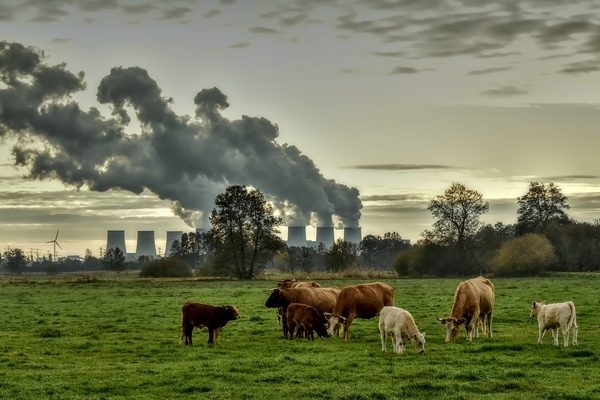 Blick auf Kühe vor Dampfwolken ausstoßenden Kraftwerken im Hintergrund (pixabay/Peggychoucair)
