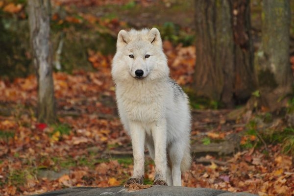 Ein weißer Wolf steht im Wald und schaut der Kamera entgegen. 