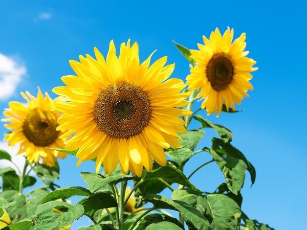 Sonnenblumen vor strahlend blauem Himmel